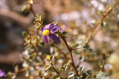 APII jpeg image of Solanum nummularium,<br/>Johnsonia pubescens subsp. pubescens  © contact APII