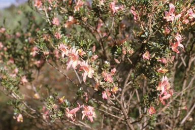 APII jpeg image of Eremophila purpurascens,<br/>Acacia pulchella  © contact APII