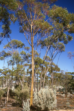 APII jpeg image of Eucalyptus salubris,<br/>Lambertia multiflora  © contact APII