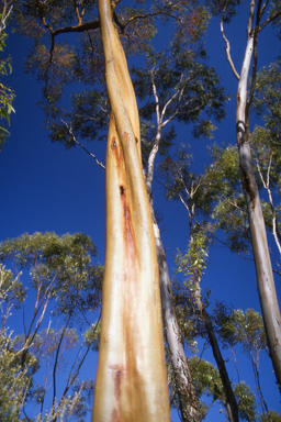 APII jpeg image of Eucalyptus salubris,<br/>Stylidium bicolor  © contact APII