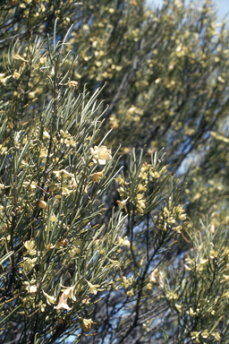 APII jpeg image of Eremophila oppositifolia subsp. angustifolia,<br/>Lechenaultia linarioides  © contact APII