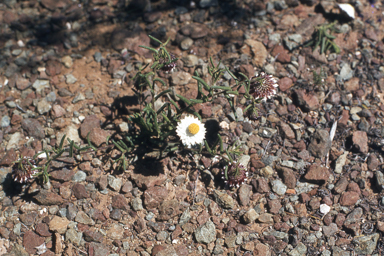 APII jpeg image of Waitzia fitzgibbonii,<br/>Caladenia flava subsp. flava  © contact APII