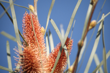 APII jpeg image of Hakea francisiana,<br/>Caladenia longicauda subsp. longicauda  © contact APII