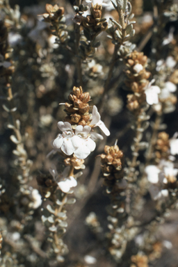 APII jpeg image of Pityrodia lepidota,<br/>Banksia menziesii  © contact APII