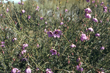 APII jpeg image of Tetratheca efoliata,<br/>Conospermum triplinervium  © contact APII