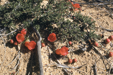 APII jpeg image of Balaustion pulcherrimum,<br/>Caladenia longicauda subsp. longicauda  © contact APII