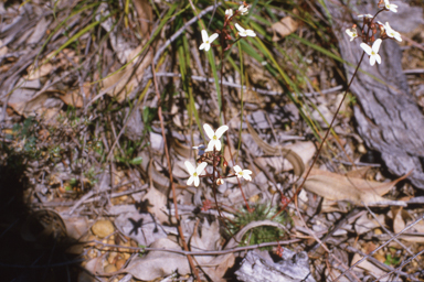 APII jpeg image of Bauhinia galpinii,<br/>Stylidium pubigerum  © contact APII