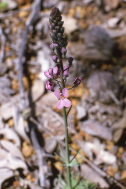 APII jpeg image of Stylidium brunonianum,<br/>Tribulus terrestris  © contact APII