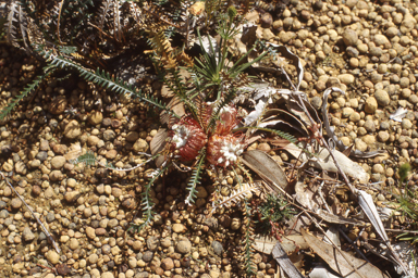 APII jpeg image of Abelmoschus moschatus,<br/>Banksia nivea subsp. nivea  © contact APII