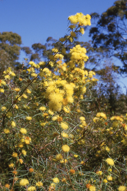 APII jpeg image of Carpentaria acuminata,<br/>Banksia pallida  © contact APII