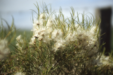 APII jpeg image of Amyema sanguinea var. pulchra,<br/>Melaleuca radula  © contact APII