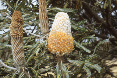 APII jpeg image of Banksia prionotes,<br/>Vigna vexillata  © contact APII