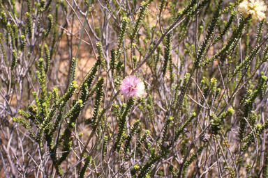 APII jpeg image of Phymatocarpus porphyrocephalus,<br/>Sida cardiophylla  © contact APII