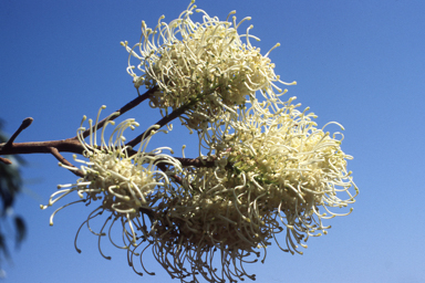 APII jpeg image of Gossypium sturtianum,<br/>Grevillea leucopteris  © contact APII