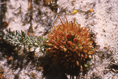 APII jpeg image of Eremophila macdonnellii,<br/>Darwinia virescens  © contact APII