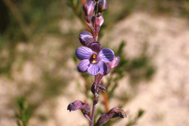 APII jpeg image of Maireana trichoptera,<br/>Thelymitra campanulata  © contact APII