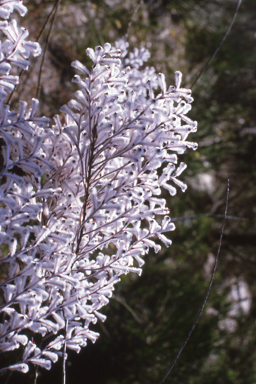 APII jpeg image of Eremophila dempsteri,<br/>Conospermum incurvum  © contact APII