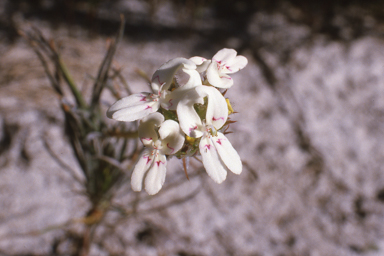 APII jpeg image of Pultenaea elachista,<br/>Stylidium crossocephalum  © contact APII