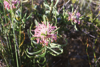 APII jpeg image of Senna artemisioides,<br/>Isopogon linearis  © contact APII