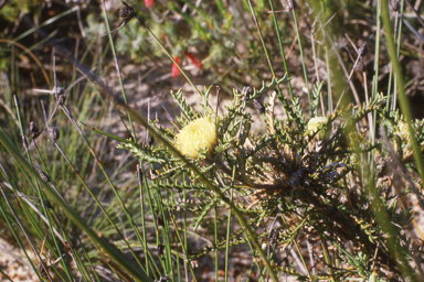 APII jpeg image of Sida calyxhymenia,<br/>Banksia sclerophylla  © contact APII