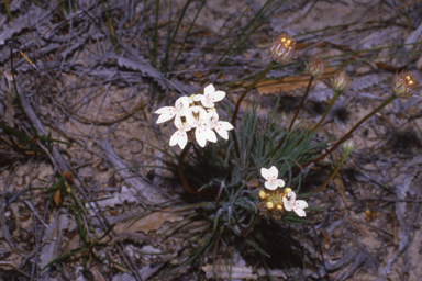 APII jpeg image of Eremophila oblonga,<br/>Stylidium crossocephalum  © contact APII