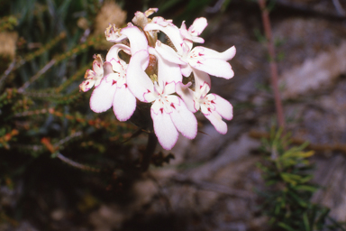 APII jpeg image of Ptilotus nobilis subsp. nobilis,<br/>Stylidium crossocephalum  © contact APII