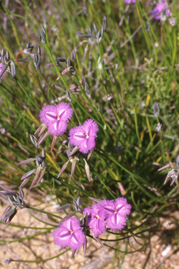 APII jpeg image of Eutaxia microphylla,<br/>Thysanotus multiflorus  © contact APII