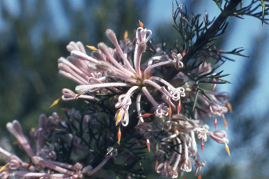 APII jpeg image of Eremophila pustulata,<br/>Petrophile axillaris  © contact APII