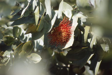 APII jpeg image of Dampiera alata,<br/>Eucalyptus macrocarpa subsp. elechantha  © contact APII