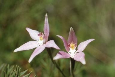 APII jpeg image of Dodonaea lobulata,<br/>Caladenia latifolia  © contact APII