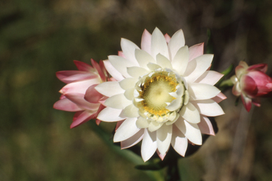 APII jpeg image of Eremophila alternifolia,<br/>Xerochrysum bracteatum  © contact APII