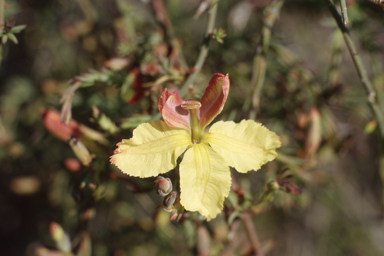 APII jpeg image of Eremophila oppositifolia subsp. angustifolia,<br/>Lechenaultia linarioides  © contact APII