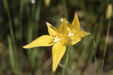 APII jpeg image of Eremophila granitica,<br/>Caladenia flava subsp. flava  © contact APII