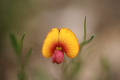 APII jpeg image of Isotropis cuneifolia subsp. cuneifolia  © contact APII