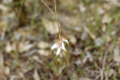 APII jpeg image of Hakea francisiana,<br/>Caladenia longicauda subsp. longicauda  © contact APII