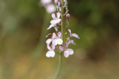 APII jpeg image of Persoonia saundersiana,<br/>Stylidium brunonianum  © contact APII