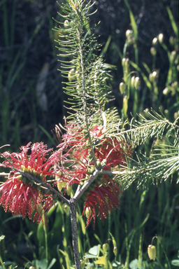 APII jpeg image of Grevillea hookeriana subsp. apiciloba,<br/>Calothamnus sanguineus  © contact APII