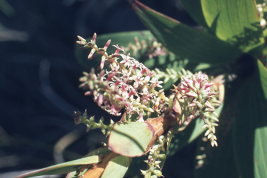 APII jpeg image of Leucopogon verticillatus  © contact APII