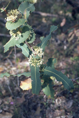 APII jpeg image of Hakea amplexicaulis  © contact APII