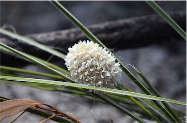 APII jpeg image of Lomandra leucocephala subsp. leucocephala  © contact APII