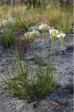 APII jpeg image of Conospermum sphacelatum  © contact APII