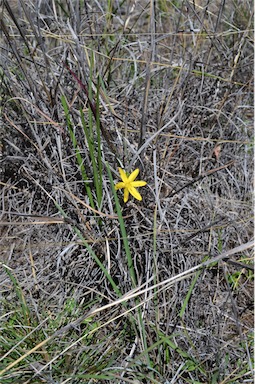 APII jpeg image of Hypoxis hygrometrica var. villosisepala  © contact APII