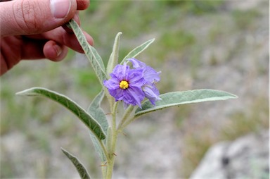 APII jpeg image of Solanum cocosoides  © contact APII