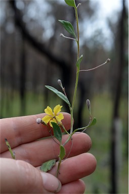 APII jpeg image of Goodenia hederacea subsp. hederacea  © contact APII