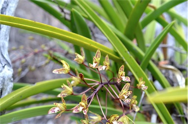 APII jpeg image of Cymbidium canaliculatum  © contact APII