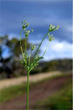 APII jpeg image of Daucus glochidiatus  © contact APII