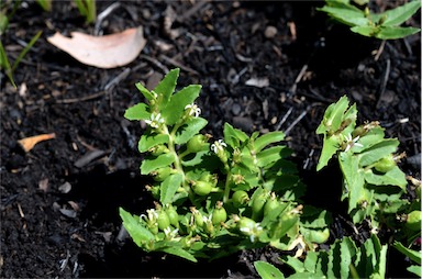 APII jpeg image of Lobelia concolor  © contact APII