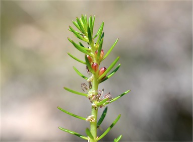 APII jpeg image of Myriophyllum striatum  © contact APII