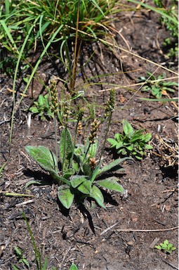 APII jpeg image of Plantago debilis  © contact APII