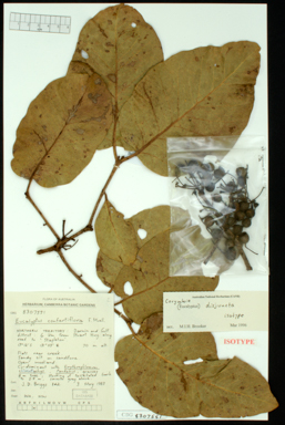 APII jpeg image of Corymbia disjuncta  © contact APII